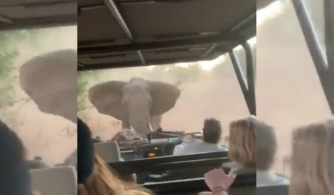 Elefante persegue turistas durante safári na África; veja o vídeo