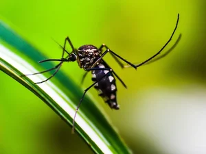 Alagoas apresenta a quinta menor  incidência de dengue do país, segundo Ministério da Saúde
