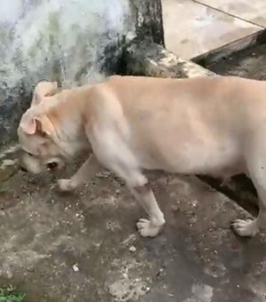 Após denúncias de abandono, pitbull ferida é resgatada em Maceió