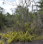 No dia da Caatinga, IMA alerta para a importância da preservação do bioma