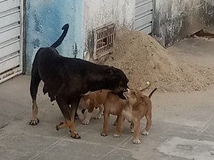 Cadela dá cria em Delegacia de Santana do Ipanema e policiais fazem doação de cachorrinhos