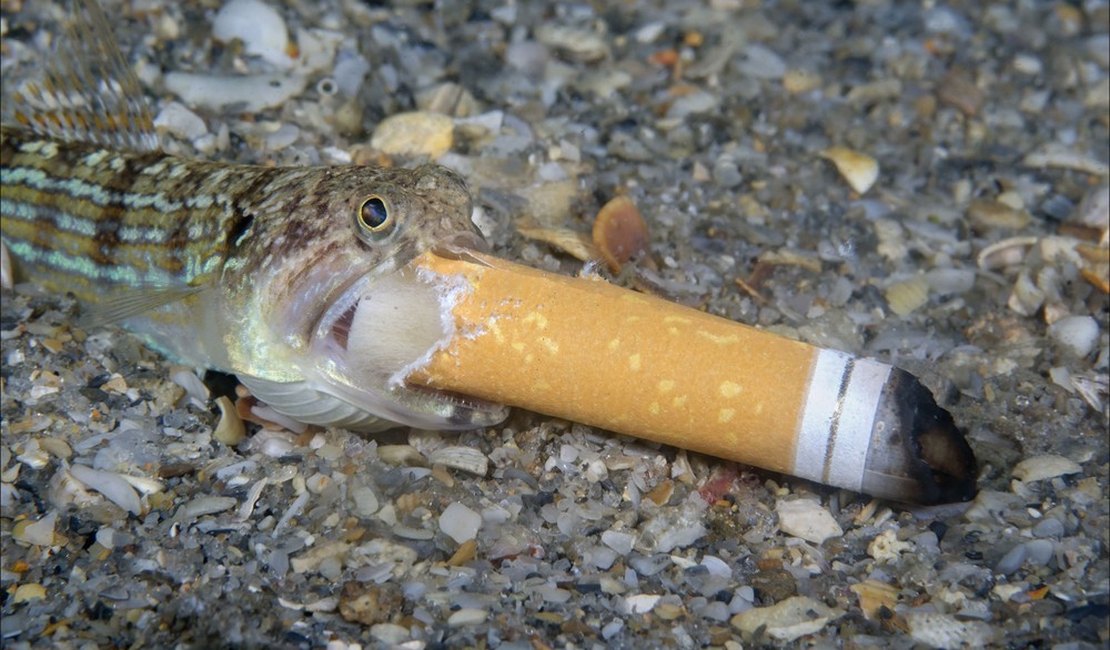 Máscaras e cigarro ao mar: prêmio de fotografia mostra impacto da poluição na vida marinha