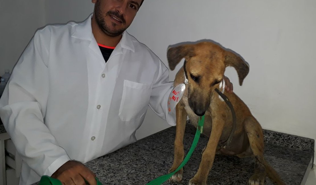 Anjos de Maragogi ajudam gatos e cachorros em situação de rua