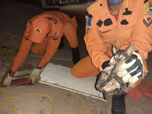 Corpo de Bombeiros resgata filhote de gato que caiu em fossa séptica