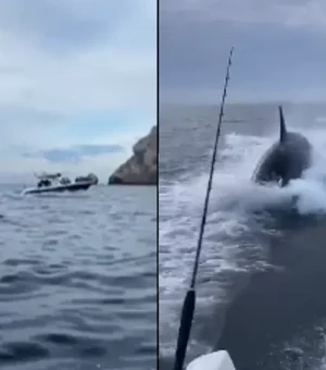 Orca é flagrada em perseguição a barco de turistas no México