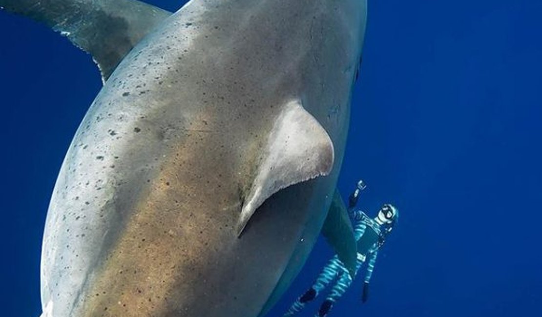 Pesquisadora nada com o maior tubarão branco já visto