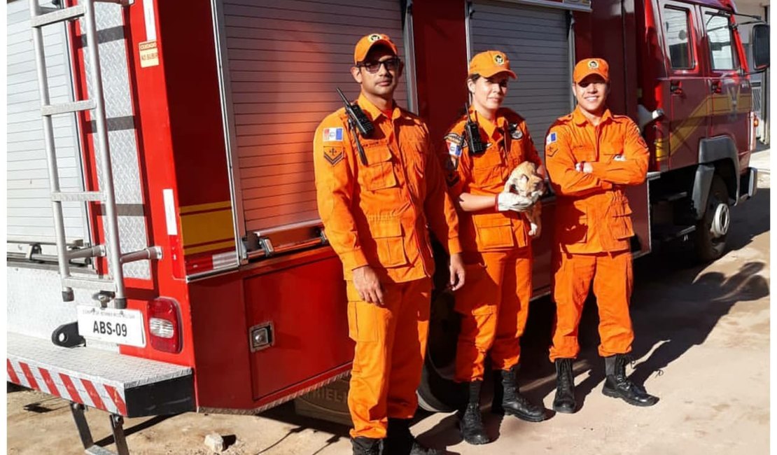 Bombeiros resgatam animais presos em casa de veraneio em Maragogi