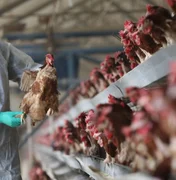 China relata primeiro caso humano de gripe aviária H3N8