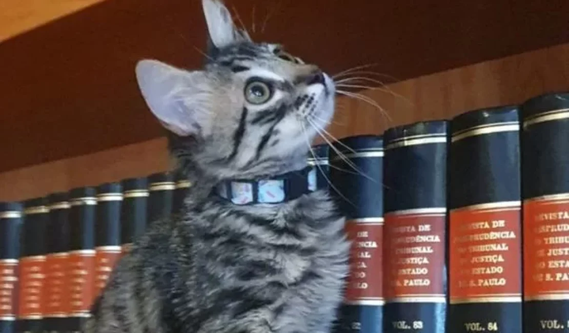 Gato vira “advogato” em escritório do Rio de Janeiro: entenda