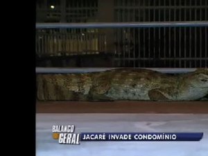Jacaré é encontrado dentro de condomínio na Barra da Tijuca