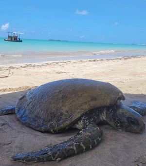 Tartaruga marinha é achada debilitada na Praia de Ponta de Mangue