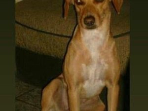 Família procura por cadela desaparecida em Arapiraca desde sexta