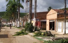 Derrubada de palmeiras imperiais causa polêmica em Jacuípe