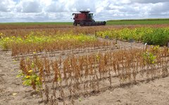 A expectativa do setor é de que Alagoas tenha excelente produtividade de soja na safra 2019/2020