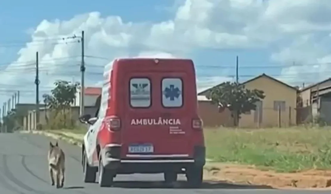 Por 20 quilômetros, cão segue ambulância que transportava dono até unidade de saúde