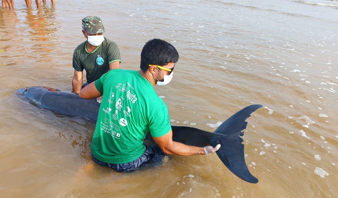Golfinho que encalhou em praia de Coruripe é resgatado