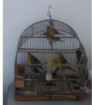 Homem é preso com pássaros silvestres no Agreste de Alagoas