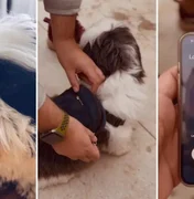Cachorro vai a barzinho em SP com minicelular e mochila nas costas e viraliza nas redes sociais