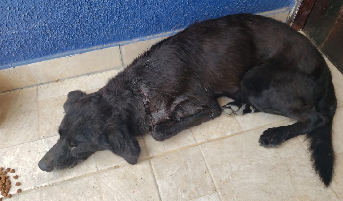 Cachorrinho ferido é resgatado por moradora em Arapiraca e precisa de lar temporário
