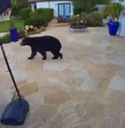 Urso-negro é visto nas proximidades da mansão de Harry e Meghan nos EUA