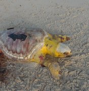 Tartaruga marinha é encontrada morta na Praia do Francês