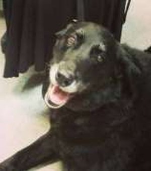 EUA: cachorra retorna para casa depois de desaparecer por dez anos