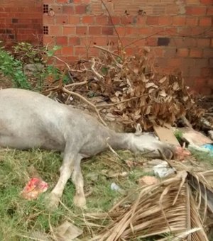 Cavalo morto em terreno de casa abandonada causa indignação em moradores