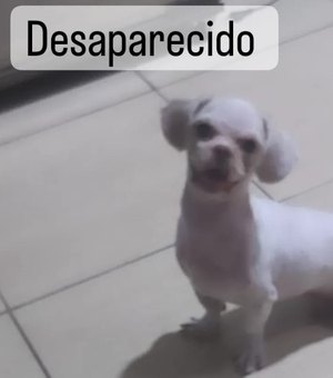 Família procura por cachorro desaparecido desde sábado em Arapiraca e oferece recompensa