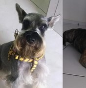 Família pede ajuda para encontrar cachorros desaparecidos em Arapiraca