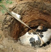 Vaca cai em poço e bombeiros resgatam corpo sem vida em Penedo