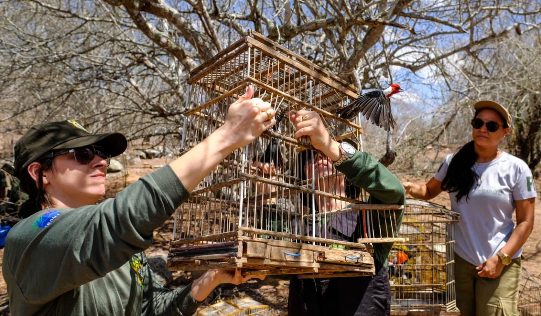 FPI devolve cerca de 140 animais silvestres à natureza