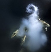 Imagem de 'sexo explosivo' vence concurso de fotos de vida selvagem