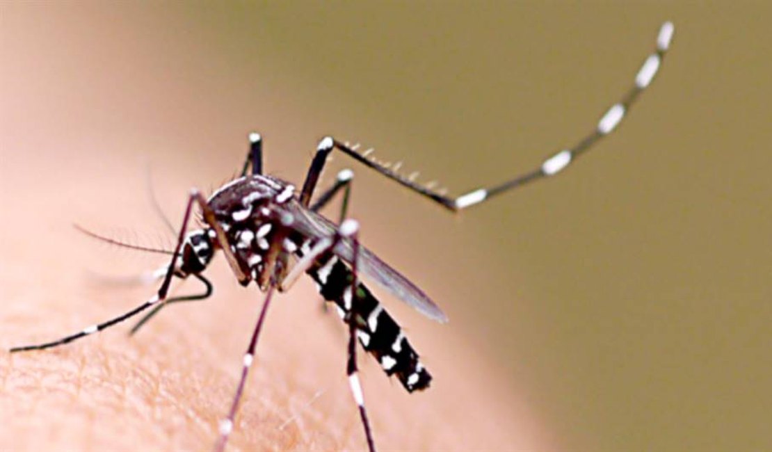 Maceió registra aumento de 31,5% nos casos de dengue em 2019