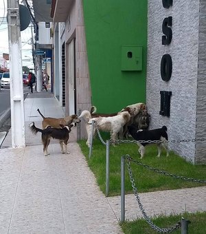Prefeitura abandona cachorros de rua e animais sofrem com doenças e maus-tratos 