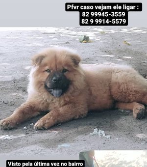 Família arapiraquense  pede ajuda para encontrar cachorro desaparecido