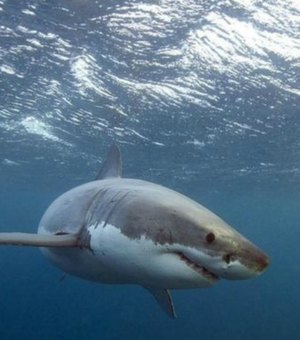 Aquecimento global pode tornar tubarões mais inteligentes – e mortais