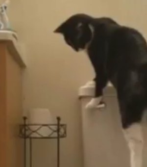 Homem descobre que gato é o responsável por sua conta de água aumentar 