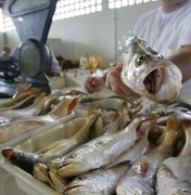  Operação Semana Santa investiga adulteração de pescado em Alagoas