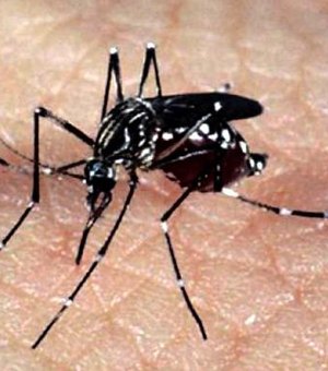 Casos de chikungunya devem voltar a subir neste ano