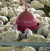 Setor vê 'jogada comercial' da China em notícia sobre frango
