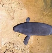 Filhote de peixe-boi é encontrado morto na praia da Sereia, em Maceió