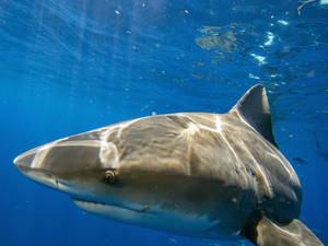 Ex-mestrando da Ufal cria método que evita pesca acidental de tubarões e raias
