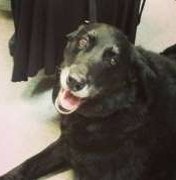 EUA: cachorra retorna para casa depois de desaparecer por dez anos