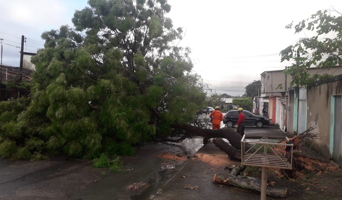 Árvore cai e fecha rua na parte alta de Maceió