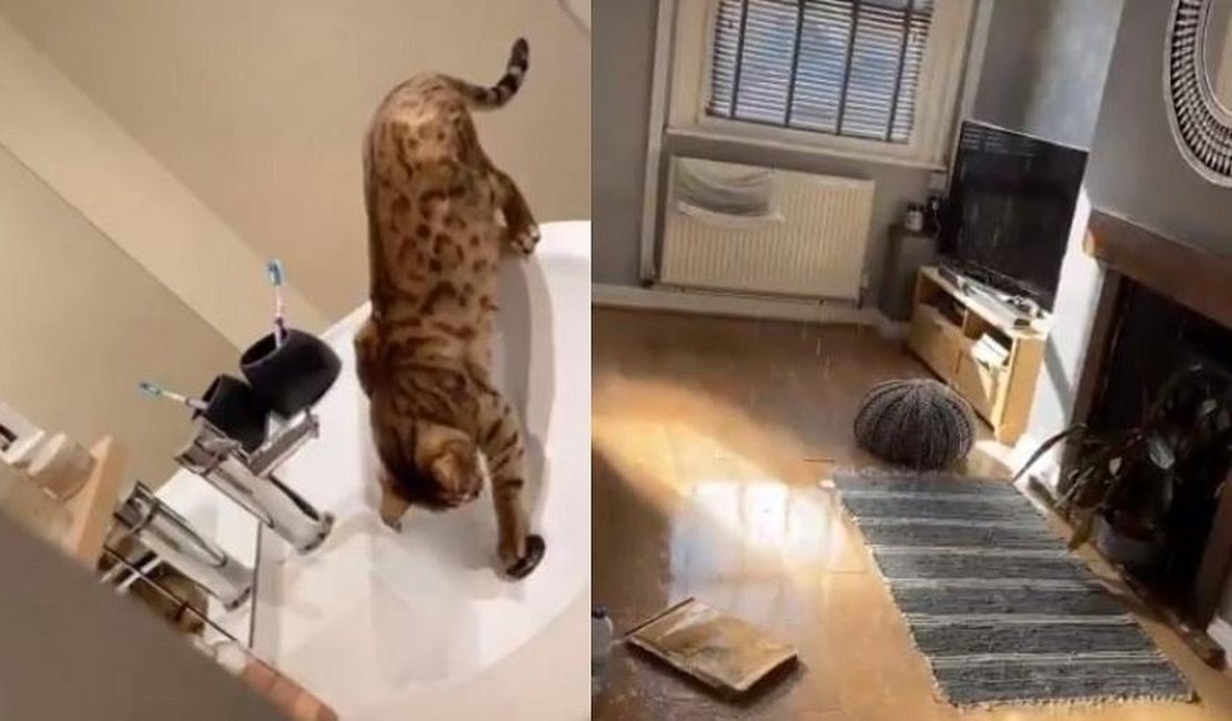 Gata inunda casa após fechar ralo e abrir torneira quando estava sozinha