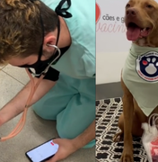 [Vídeo] Cachorro salva a vida de três pets ao doar sangue em hospital veterinário