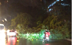 Devido às fortes chuvas, árvore cai na Ladeira Geraldo Melo, em Maceió