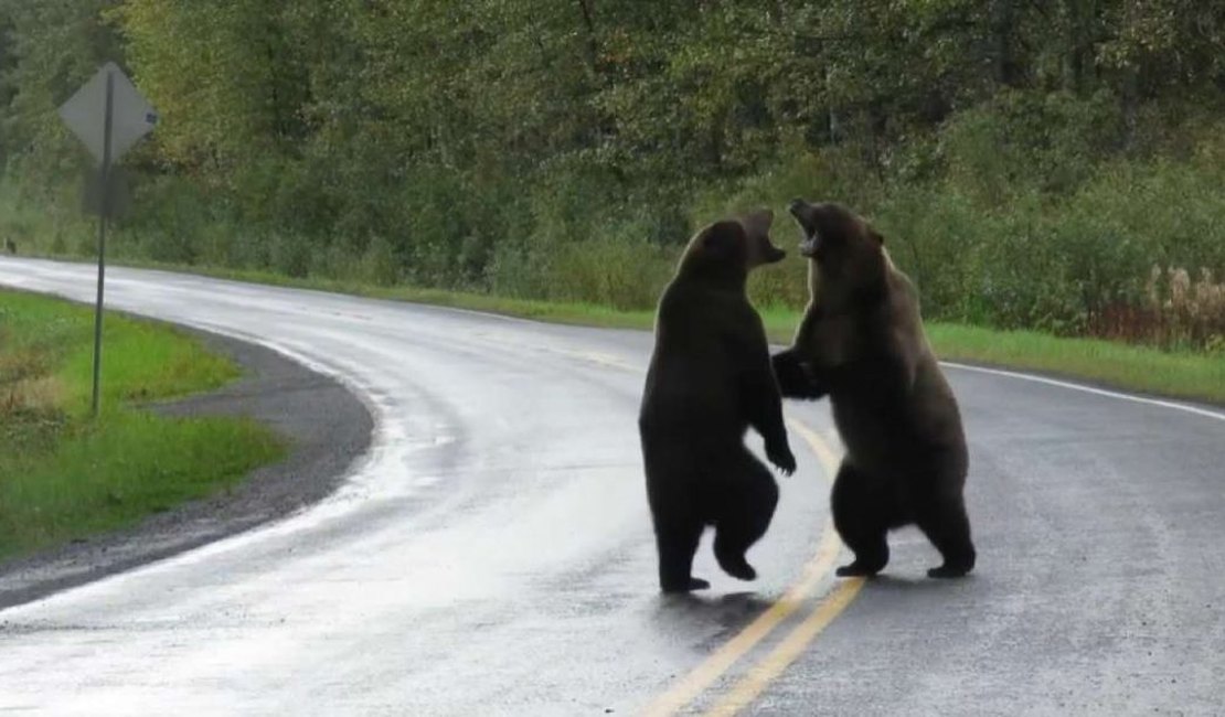 Vídeo mostra dois grandes ursos brigando no meio de uma rodovia no Canadá