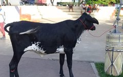 Dez bovinos fogem de cercado e assustam populares em Arapiraca