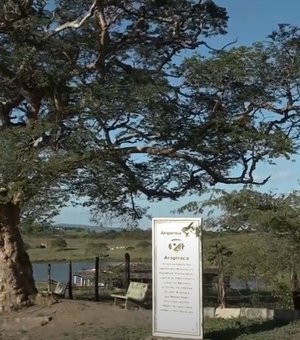 [Vídeo] Árvore Arapiraca preserva a história da cidade e de muitas gerações